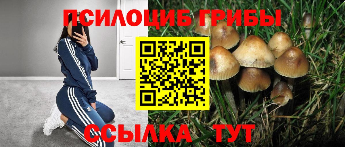 Псилоцибиновые грибы Cubensis  Вход с VPN  Гулькевичи 